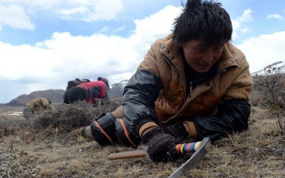 那曲挖草人阿旺的蟲草采摘時間表：跟著草原節(jié)氣走，不錯過每根好蟲草