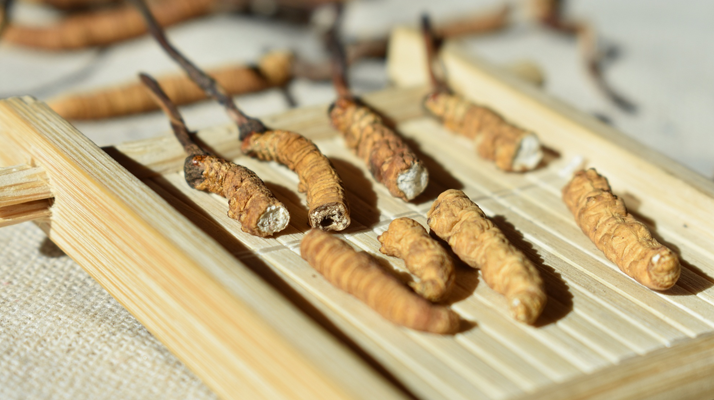 斷的<a href=http://m.xmwhr.com/ target=_blank class=infotextkey>冬蟲(chóng)夏草</a>一克啥價(jià) 