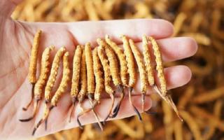 為啥說頭期冬蟲夏草品質(zhì)最好？掰開揉碎給你講