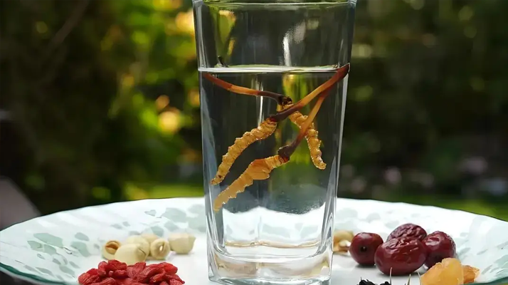 人參配蟲草泡酒，泡多久才好喝 