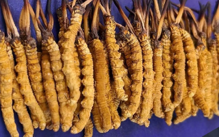 挖了三十年蟲草，這些采摘的苦，沒經(jīng)歷過的人真不懂