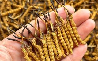 東強(qiáng)堂科普：冬蟲夏草保存期多久？源頭品牌教你科學(xué)鎖鮮