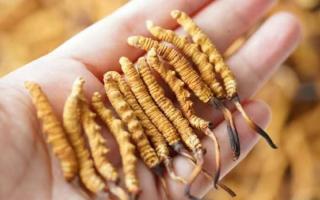 東強(qiáng)堂科普：3克冬蟲夏草是幾根？那曲源頭品牌教你精準(zhǔn)換算