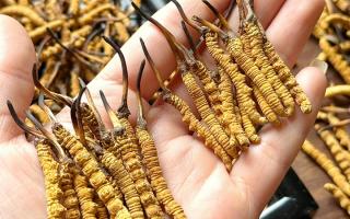 東強堂科普：雪山冬蟲夏草無“葉”！那曲珍品的草頭形態(tài)藏著品質(zhì)密碼