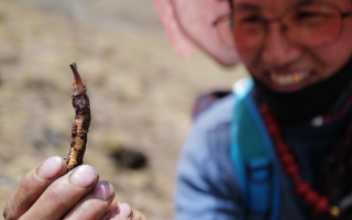  冬蟲夏草的產(chǎn)地溯源方法有哪些？