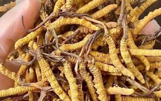 權(quán)威指南：熬一鍋湯放幾根冬蟲(chóng)夏草？藏域珍饈的科學(xué)用量標(biāo)準(zhǔn)