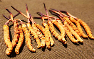 權(quán)威解讀：冬蟲夏草燉雞湯，藏域滋養(yǎng)與家常美味的雙向奔赴