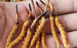 冬蟲夏草正確保存方法，西藏那曲蟲草網(wǎng)教你鎖住雪域滋養(yǎng)不流失