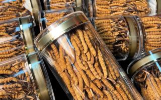 揭秘適合冬蟲夏草生長(zhǎng)的環(huán)境，西藏那曲蟲草網(wǎng)解讀雪域孕育密碼