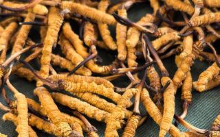 新鮮那曲高海拔冬蟲夏草，解鎖雪域鮮純滋養(yǎng)新體驗