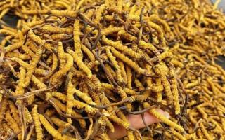 西藏那曲蟲草網(wǎng)｜一克冬蟲夏草煲多少水合適？行業(yè)權(quán)威指南來了