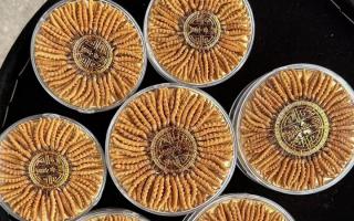 100塊錢一盒冬蟲夏草能買嗎？行業(yè)權威拆解+避坑指南