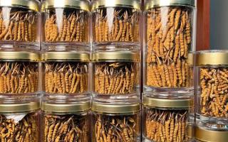 花膠和冬蟲(chóng)夏草一起煲嗎？行業(yè)權(quán)威解讀+實(shí)操指南