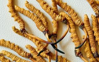 3月冬蟲夏草市場(chǎng)價(jià)格解析，行業(yè)權(quán)威走勢(shì)+選購指南