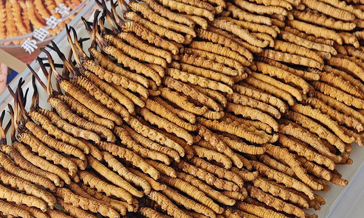 寶寶服用冬蟲夏草