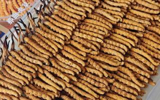 寶寶可以服用冬蟲夏草嗎？權(quán)威指南，科學(xué)滋補不踩坑