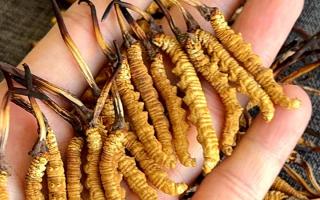 權(quán)威辨假指南，教你一眼分清真冬蟲夏草，避開市場(chǎng)陷阱