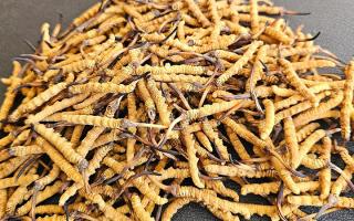 選對冬蟲夏草不踩坑——西藏那曲蟲草網(wǎng)教你挑出優(yōu)質(zhì)好蟲草