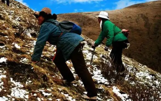 冬蟲夏草如何區(qū)別好壞？那曲行業(yè)平臺教你4步精準(zhǔn)鑒別
