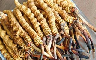 慧眼辨真?zhèn)?，藏珍不踩坑——西藏那曲蟲草行業(yè)網(wǎng)教你分辨冬蟲夏草真假