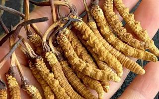 冬蟲夏草對身體有什么用？那曲蟲草行業(yè)網(wǎng)站詳解核心功效