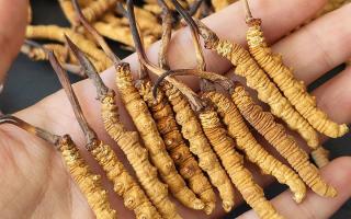 正宗冬蟲(chóng)夏草怎么選購(gòu)？那曲蟲(chóng)草行業(yè)網(wǎng)站教你避坑指南