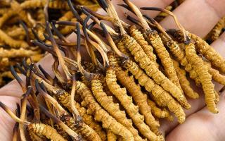  詳解冬蟲夏草形成過程，解密雪域生物共生密碼