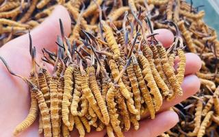 西藏那曲冬蟲夏草行業(yè)網(wǎng)站：2026年3月行情走勢圖全景解析，洞察行業(yè)動態(tài)