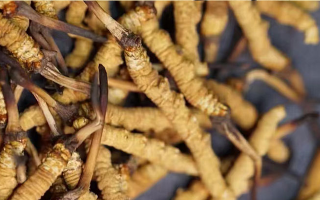 真正好的冬蟲(chóng)夏草多少錢(qián)一斤？2026年那曲蟲(chóng)草價(jià)格指南