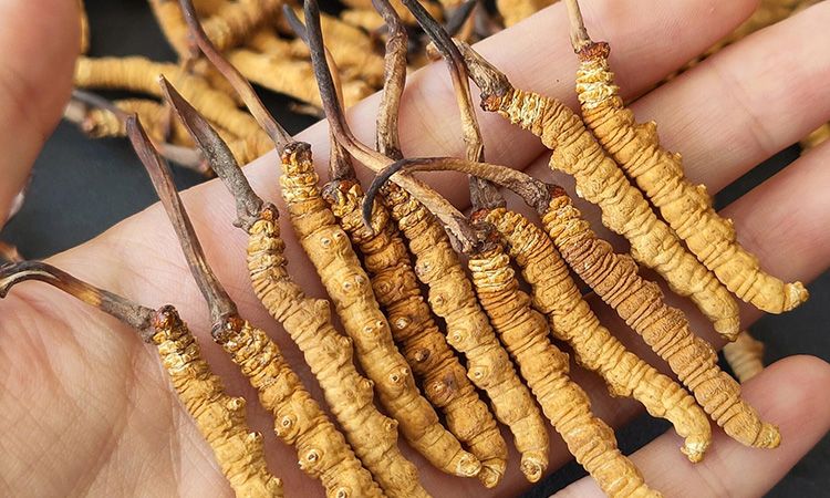 <a href=http://m.xmwhr.com/s/cczjjd target=_blank class=infotextkey>冬蟲夏草真假鑒定</a>