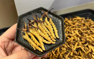 冬蟲夏草燉多少時(shí)間合適？藏農(nóng)神草那曲源頭品牌，教你燉出滿滿營養(yǎng)