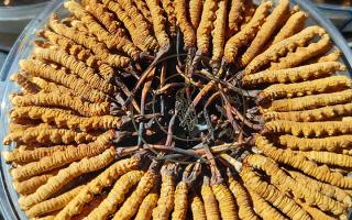 冬蟲夏草保存盒能放多久？藏農(nóng)神草那曲源頭品牌，教你科學(xué)存出好品質(zhì)