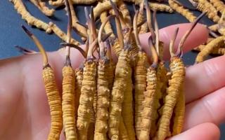 服用西藏那曲冬蟲夏草有何效果？行業(yè)平臺(tái)詳解天然滋養(yǎng)力