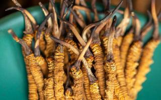 西藏那曲冬蟲夏草熬粥攻略：這樣熬最營養(yǎng)、最入味